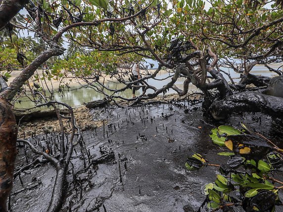 Carneiros, avec ses eaux couleur turquoise et sa végétation exubérante, figurait à la douzième place d'un classement des plus belles plages au monde de TripAdvisor en 2014. © KEYSTONE/EPA EFE/CARLOS EZEQUIEL VANNONI
