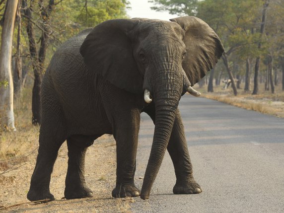 Au moins 55 éléphants sont morts de faim ou de soif depuis un mois dans le parc de Hwange au Zimbabwe (archives). © KEYSTONE/AP/TSVANGIRAYI MUKWAZHI