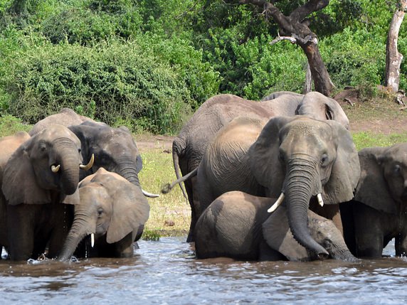 Une centaine d'éléphants sont morts ces deux derniers mois dans le parc national de Chobe (nord), le plus grand du Botswana (archives). © KEYSTONE/AP/CHARMAINE NORONHA