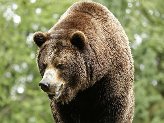 Selon les producteurs, les ours ne sont jamais contraints de participer aux épreuves et sont récompensés avec des friandises (archives). © KEYSTONE/AP/TED S. WARREN