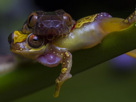 Cette photo d'un serpent, en pleine capture d'une grenouille, a été prise dans une réserve du Costa Rica. © Wildlife Year