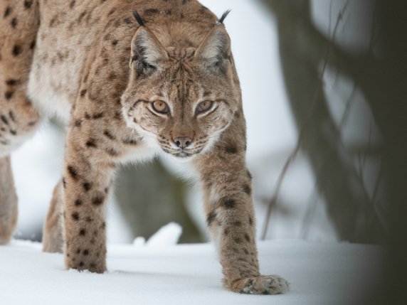 Le photographe Neil Villard a suivi le lynx durant une dizaine d'années. © Neil Villard