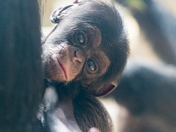 Le petit Quebo a vu le jour le 6 octobre dernier. © Zoo de Bâle