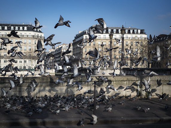 Souvent considérés comme une nuisance, les pigeons sont une sorte de marqueur de l'état de la pollution de l'environnement urbain, selon les chercheurs (archives). © KEYSTONE/EPA/IAN LANGSDON