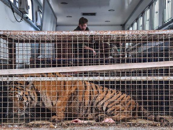 Les tigres avaient été découverts affamés et épuisés à bord d'un camion italien à la frontière polono-biélorusse. © KEYSTONE/EPA PAP/WOJTEK JARGILO