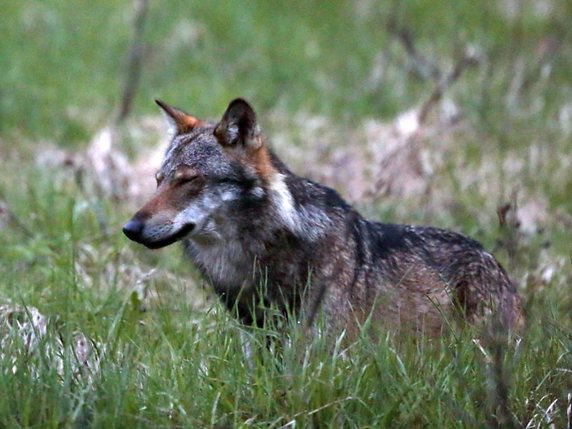 Dix-huit loups ont été identifiés en Valais en 2019 jusqu'à fin octobre (photo prétexte). © KEYSTONE/MARCO SCHMIDT