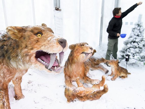 Des tigres à dents de sabre font partie de l'exposition. © KEYSTONE/LAURENT GILLIERON