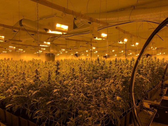La police cantonale zurichoise a découvert une plantation illégale de marijuana dans une halle de la zone industrielle de Bülach. Les 2300 plants ont été saisis. © Police cantonale cantonale ZH