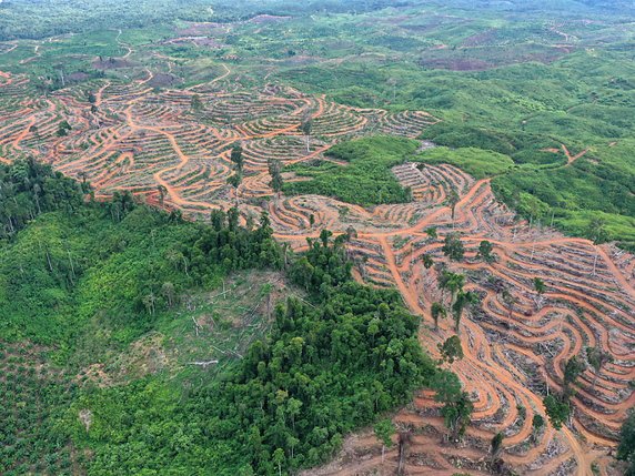 L'huile de palme, dont la production est controversée, a été au centre du débat sur l'accord de libre-échange avec l'Indonésie (archives). © KEYSTONE/EPA/HOTLI SIMANJUNTAK