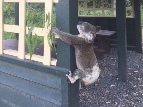 Alors que l'habitat des koalas est ravagé par les flammes et que l'espèce est menacée, une pétition demande d'introduire l'animal en Nouvelle-Zélande (image d'illustration). © KEYSTONE/EPA AAP/KOALA RESCUE QUEENSLAND/HANDOUT