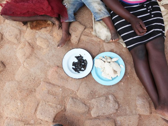 Salées et désormais croustillantes, les chenilles peuvent être dégustées telles quelles ou utilisées comme condiments (archives). © KEYSTONE/AP/Tsvangirayi Mukwazhi