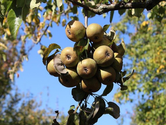 La poire à rôtir ("Bratbirne") de la région zurichoise a été élue fruit suisse de l'année 2020 par Fructus, l’Association pour la sauvegarde du patrimoine fruitier. © KEYSTONE/FRUCTUS/k_tk