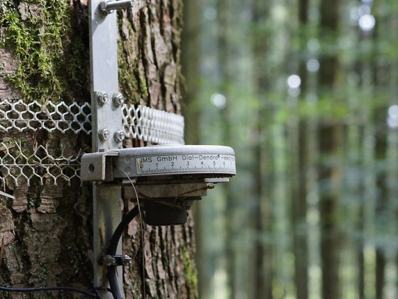 L'étude a été menée dans le cadre du réseau européen de surveillance des forêts "ICP Forests". Entre 1995 et 2010, les chercheurs ont recueilli des données sur environ 100'000 conifères et feuillus. © WSL