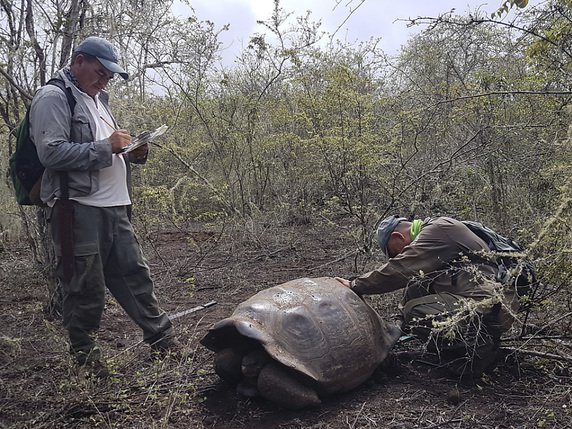 Une expédition scientifique a découvert dans l'archipel des Galapagos une tortue apparentée à l'espèce disparue du célèbre George le Solitaire. © KEYSTONE/AP