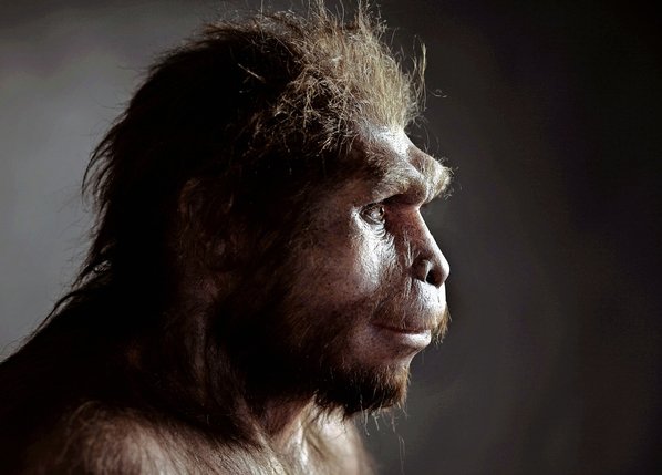 Modélisation d’un spécimen d’Homo erectus, identifié dans les années 1930 sous le nom d’homme de Java.  © Kesytone