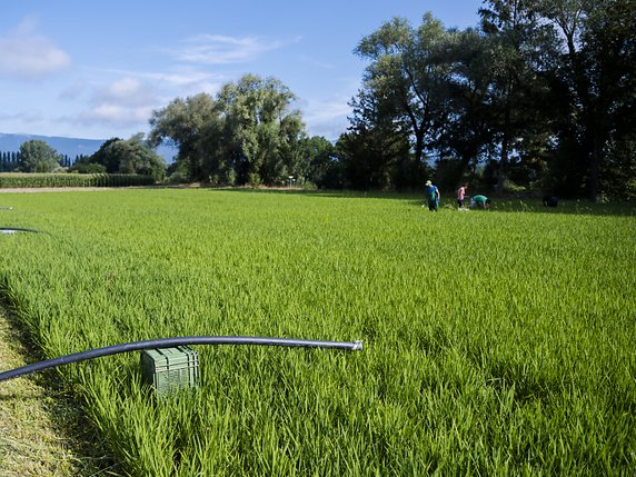 Une rizière humide, comme celle plantée le long du canal de la Broye, est peut-être une des cultures d'avenir (archives). © KEYSTONE/JEAN-CHRISTOPHE BOTT