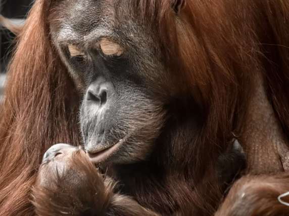 Cahaya a donné accouché pour la deuxième fois en deux ans et demi environ. Normalement, deux naissances sont séparées de trois ans au moins chez les orangs-outans. © Zoo de Zurich