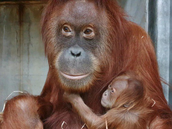 Comme tout bébé orang-outan, la petite Utu s'aggripe en permanence à sa mère. © Zoo de Zurich