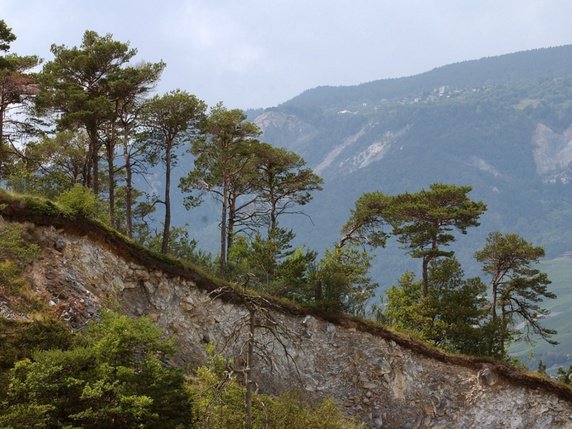 Une expérience du WSL menée dans le bois de Finges (VS) a permis de démontrer l'existence d'une mémoire environnementale des arbres (archives). © KEYSTONE/ANDREE-NOELLE POT