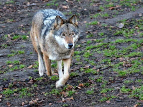 L'actuelle loi sur la chasse remonte à 1985, époque à laquelle aucun loup ne vivait en Suisse (archives). © KEYSTONE/DPA/JÖRN PERSKE