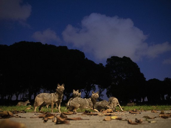 Les chacals prennent leur aise dans le parc Hayarkon à Tel-Aviv. © KEYSTONE/AP/Oded Balilty
