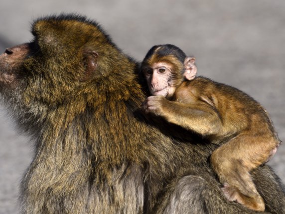 Le macaque de Gibraltar est le seul primate non humain vivant à l'état sauvage en Europe. © KEYSTONE/ANTHONY ANEX