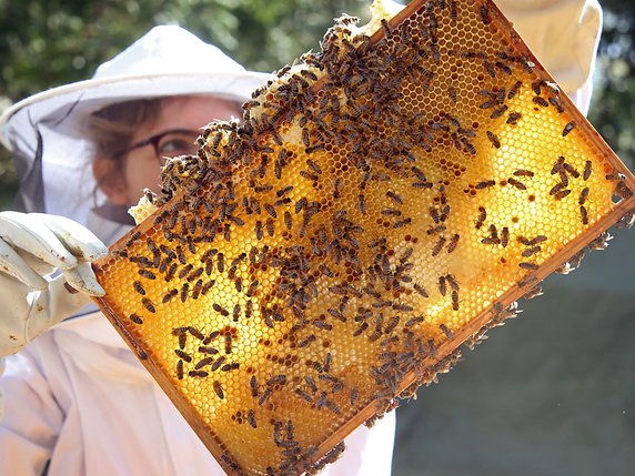 Environ une colonie d'abeilles sur huit n'a pas survécu à l'hiver dernier (archives). © KEYSTONE/DPA/WOLFGANG KUMM
