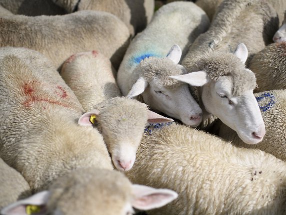 Les moutons n'étaient pas protégés (image symbolique). © KEYSTONE/GIAN EHRENZELLER