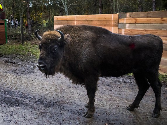 Les bisons étaient arrivés en novembre dernier dans la forêt de Suchy (VD) en provenance de Pologne (archives). © KEYSTONE/LAURENT GILLIERON