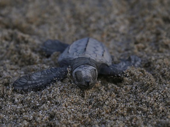 Des tortues olivâtres, une espèce classée vulnérable, ont été piégées par une marée de déchets plastiques sans précédent au Bangladesh (photo d'illustration). © KEYSTONE/AP/MARCO UGARTE
