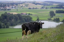 Le lac de Seedorf et sa biodiversité