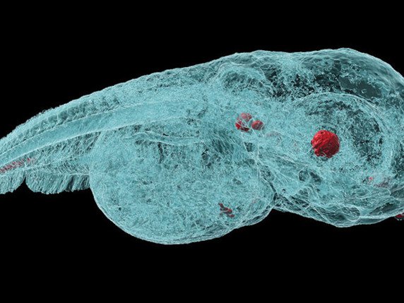 La répartition des nanoparticules dans l'embryon de poisson-zèbre est bien visible (en rouge), de même que les otolithes de l'oreille interne et le cristallin de l'oeil en raison de leur densité. © Université de Bâle/Jan Bolten