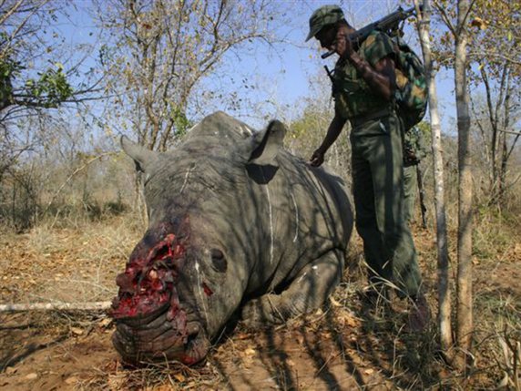 Le braconnage de rhinocéros est alimenté par une forte demande de leurs cornes en Asie, notamment en Chine et au Vietnam (archives). © KEYSTONE/AP South African Communication and/Anonymous