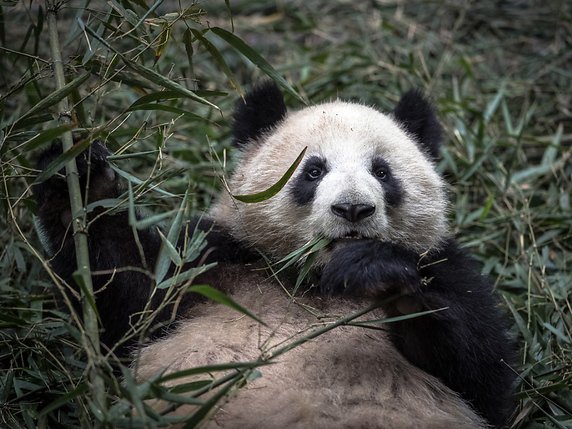 Grâce aux efforts de conservation entrepris par la Chine, comme la plantation de forêts de bambous qui lui offrent nourriture et habitat, le panda géant a quitté en 2016 la catégorie des espèces "en danger" de disparition (archives). © KEYSTONE/EPA/ROMAN PILIPEY