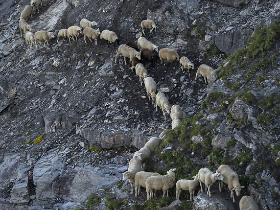 La transhumance des 1300 moutons passe par des sentiers étroits sur les pentes escarpées du Falknis. © KEYSTONE/GIAN EHRENZELLER