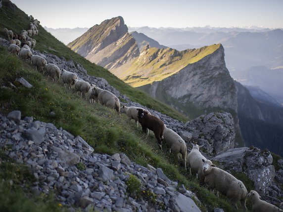 Les 1300 moutons se déplacent d'un pâturage à l'autre sur les pentes du Falknis qui culmine à 2560 mètres d'altitude au-dessus de la vallée du Rhin dans les Grisons. © KEYSTONE/GIAN EHRENZELLER