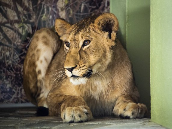 La jeune femelle lionne Malkia, 70 kilos, est arrivée jeudi à Servion (VD) en provenance du zoo de Copenhague. © Keystone/JEAN-CHRISTOPHE BOTT