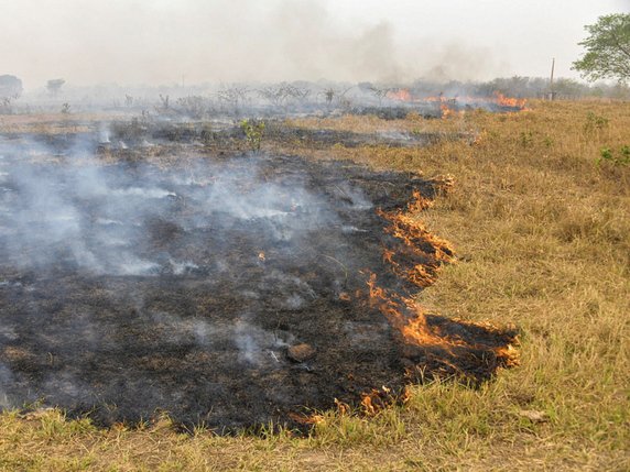 Les agriculteurs pratiquent le brûlis qui se transforme en incendie dans le Pantanal brésilien. © KEYSTONE/EPA/ROGERIO FLORENTINO