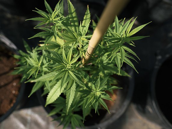 Près de 24 kilos de marijuana avaient été retrouvés chez le prévenu (photo symbolique). © KEYSTONE/CHRISTIAN BEUTLER