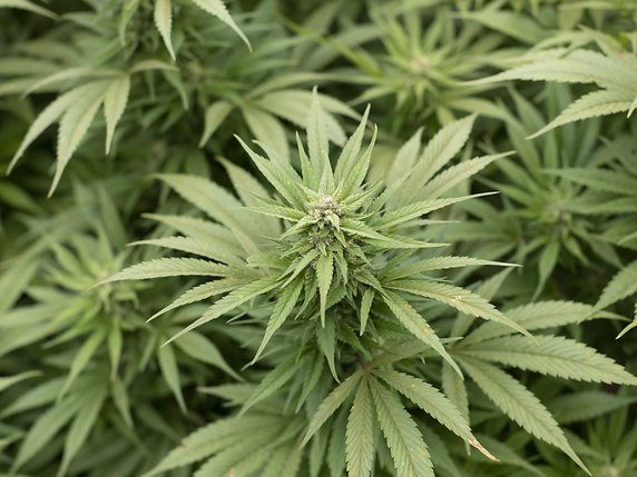 Les plants de cannabis ont été détruits (archives). © KEYSTONE/GAETAN BALLY