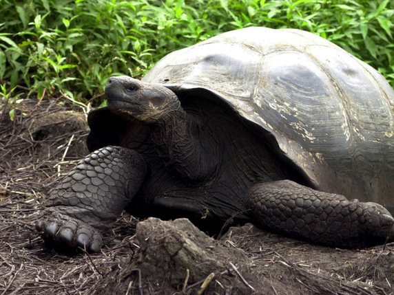 Les tortues réintroduites font partie de l'une des quinze sous-espèces endémiques différentes de tortues des Galapagos (archives). © KEYSTONE/EPA/Guillermo Legaria