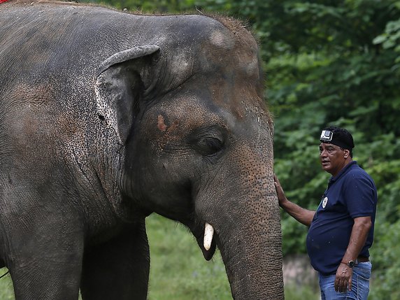 Une équipe de vétérinaires et de soigneurs de l'ONG Four Paws a passé des mois avec l'éléphant Kavaan pour le préparer à son voyage en avion vers une réserve du Cambodge. © KEYSTONE/AP/Anjum Naveed