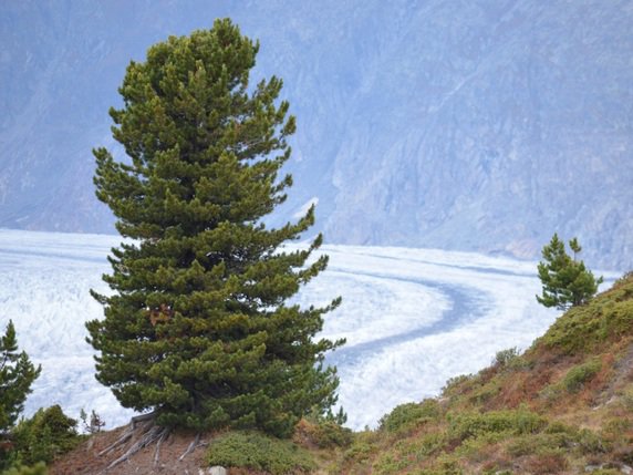 Les dernières grandes forêts d'arolles en Suisse se trouvent en Engadine et en Valais. © Felix Gugerli
