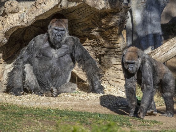 Plusieurs gorilles du zoo de San Diego avaient été testés positifs au coronavirus (archives). © KEYSTONE/AP/Ken Bohn