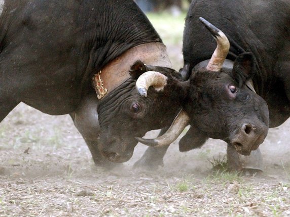 Le canton du Valais souhaite préserver la race de vaches d'Hérens (archives). © KEYSTONE/ANDREE-NOELLE POT