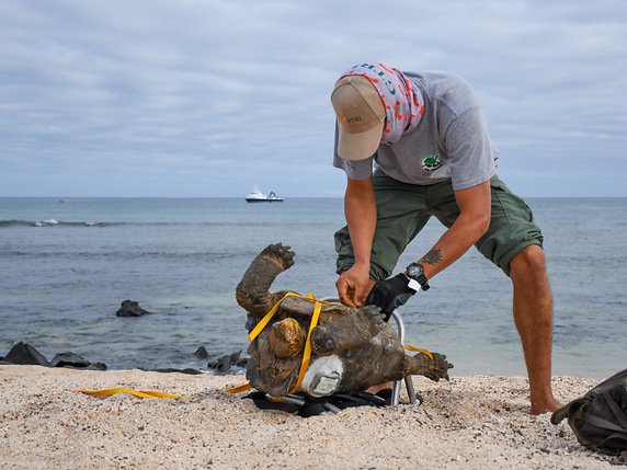Les tortues géantes sont arrivées il y a trois à quatre millions d'années dans la région volcanique des Galapagos (archives). © KEYSTONE/AP Galapagos National Park