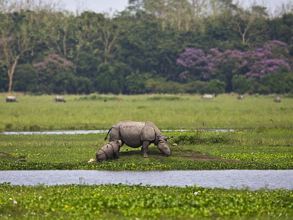 La population de rhinocéros est passée de 645 animaux en 2015 à 752 six ans plus tard (archives). © KEYSTONE/AP/ANUPAM NATH