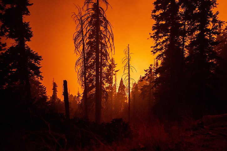 Plus de 700 km2 de forêt ont été détruits par le feu Castle en 2020 (archives). © KEYSTONE/EPA/ETIENNE LAURENT