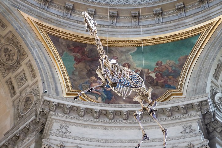 Une reproduction du squelette du cheval préféré de Napoléon, Marengo, suspendu au-dessus de son tombeau aux Invalides, suscite la polémique en France. © KEYSTONE/EPA/CHRISTOPHE PETIT TESSON