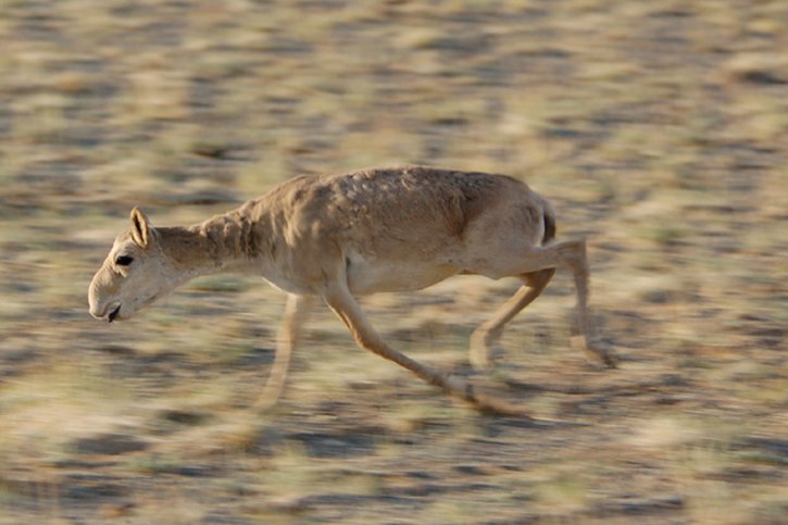 Les antilopes saïgas ont frôlé plusieurs fois l'extinction (archives). © KEYSTONE/AP Wildlife Conservation Society/JOEL BERGER
